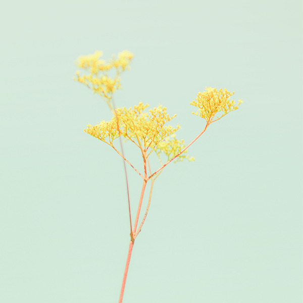 Gelbe dry flower auf grünem Hintergrund
