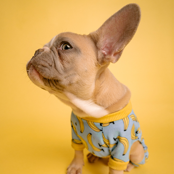 Hund mit Pullover an sitzend auf gelbem Hintergrund